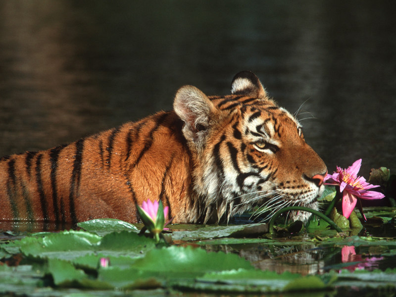 File:. India Bengal Tiger.png