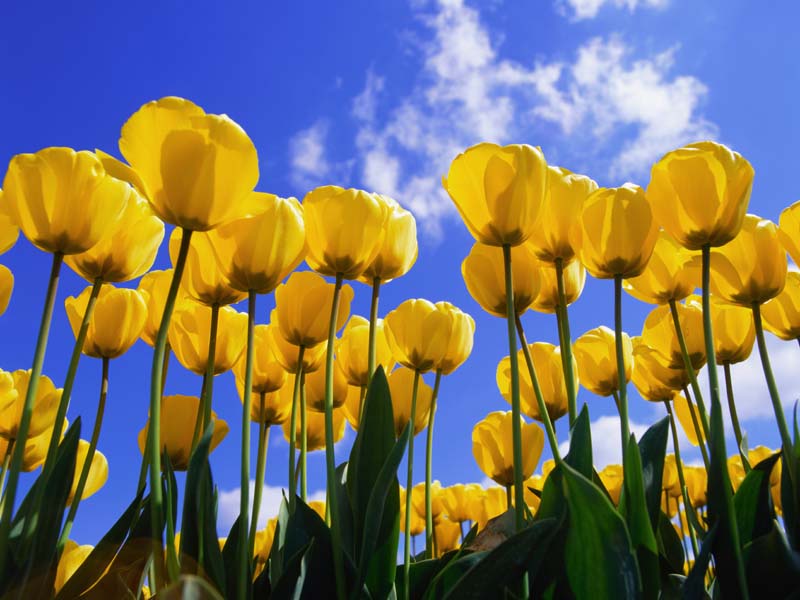File:. OSFULL tulips.jpg